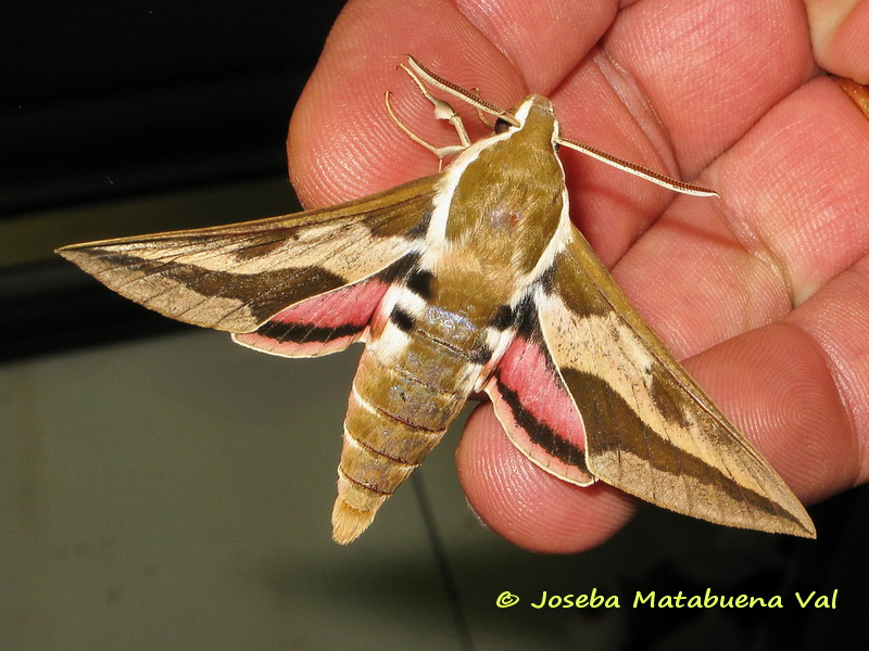 Hyles euphorbiae - Sphingidae
